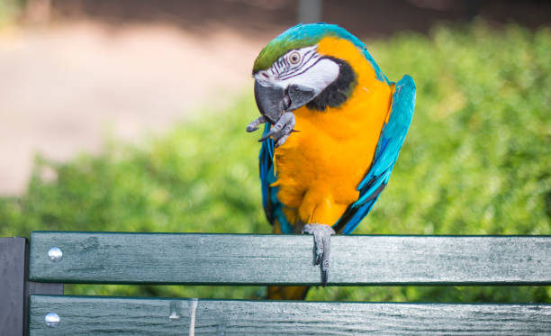 bunte papagei posiert in freier wildbahn - gelbbrustara stock-fotos und bilder