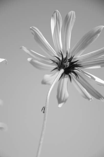 istock Jerusalem artichoke flower against the blue sky. 1048757270