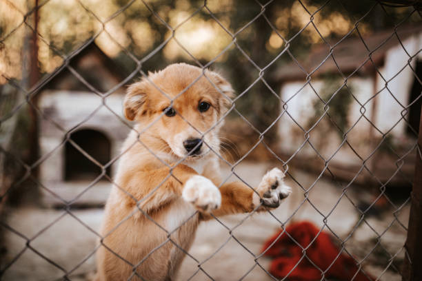 istock Lonely dog puppy 1048759746