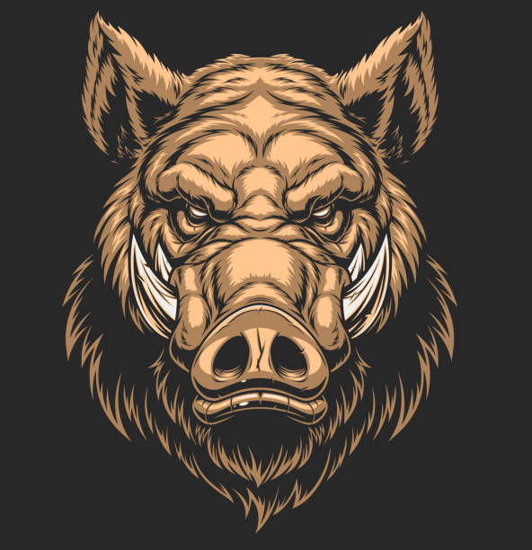 Head ferocious boar Vector illustration, the head of a ferocious wild boar, on a black background. abhor stock illustrations