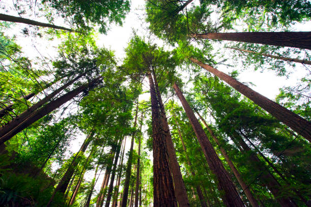 perspectiva em direção ao céu lenhosa, vancouver, bc, canadá - vancouver green forest ravine - fotografias e filmes do acervo