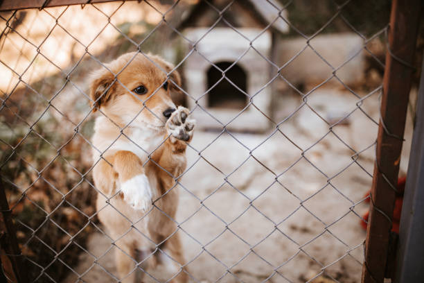 istock Lonely dog puppy 1048760620
