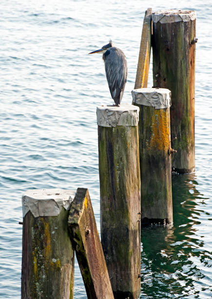 istock Grey Heron on pilings, Vancouver Harbour, B.C., Canada 1048763464