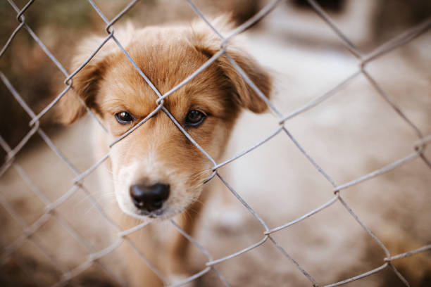 istock Lonely dog puppy 1048764372
