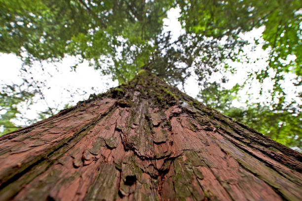 A towering Western Red Cedar tree on the mountainous Capilano Pacific trail of coniferous forest and woodland that extends through a steep sided deep ravine valleys, Vancouver, B.C., Canada