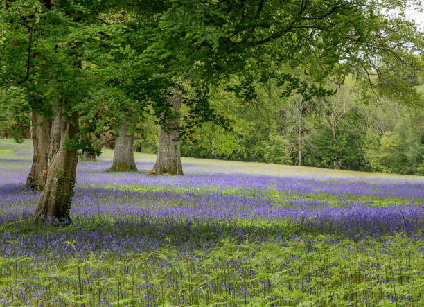 istock Bluebells in the Wild 1048767338