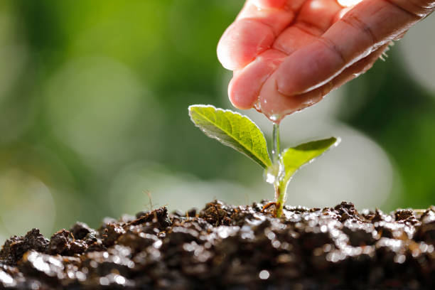 istock watering a plant in natural 1048767822