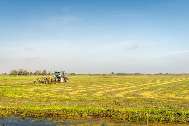 Mechanical hay tedding and ridging in a Dutch polder landscape on a sunny day in with a bright blue sky the beginning of the fall season. In the background a windmill is just visible.