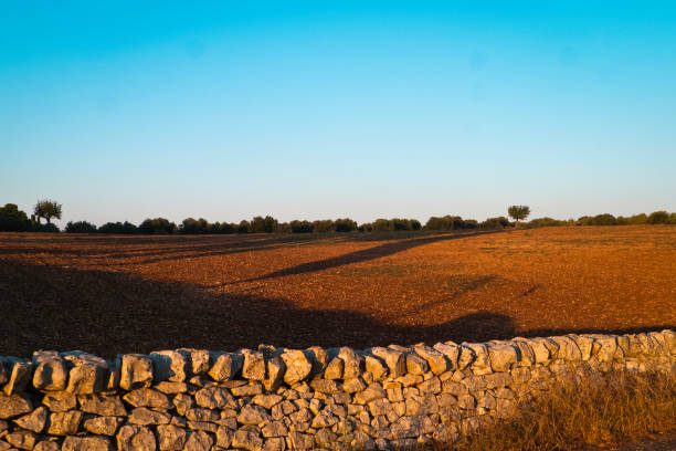 Large farmland with stone wall and plowed land in the october twilight in Apulia .
