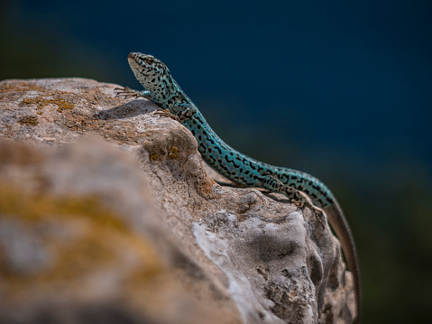 Lizard lying on a rock sunbathing