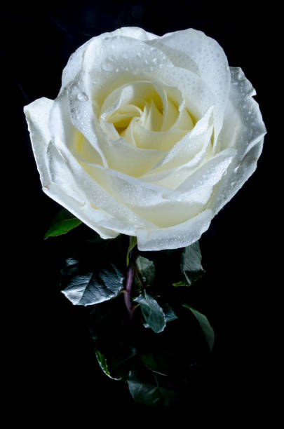 istock Beautiful white rose with drops of dew, on black background. 1048771392