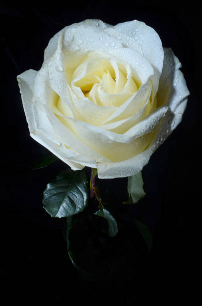 istock Beautiful white rose with drops of dew, on black background. 1048771480