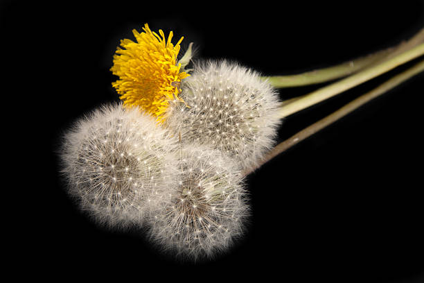 Dandelions aislado sobre fondo negro - foto de stock