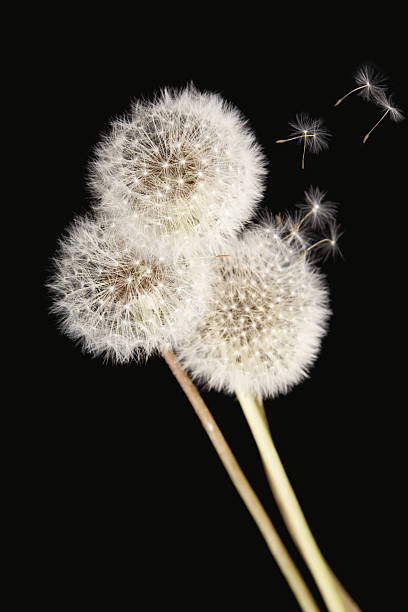 Dandelions isolé sur fond noir - Photo