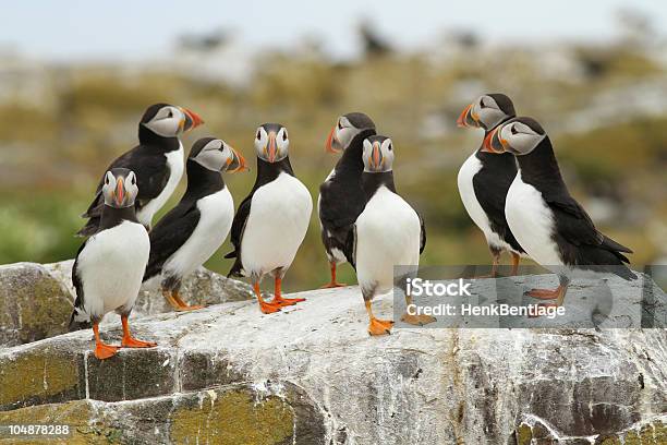 Group Of Puffins On A Rock Stock Photo - Download Image Now - Animal, Animal Body Part, Animal Head