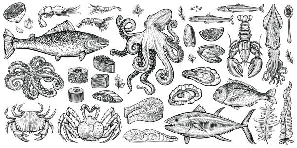 ilustraciones, imágenes clip art, dibujos animados e iconos de stock de ilustraciones vectoriales de mariscos. dibujado a mano alimentos saludables marinos establece. - pez