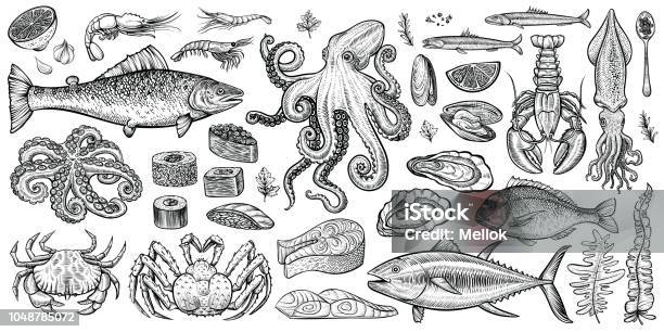 Illustrazioni Vettoriali Di Pesce Set Di Cibo Marino Sano Disegnato A Mano - Immagini vettoriali stock e altre immagini di Pesce