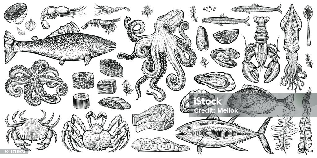 Ilustrações vetoriais de frutos do mar. Mão de alimentos marinhos saudáveis desenhada definida. - Vetor de Peixe royalty-free