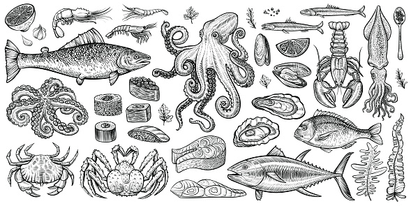 Seafood vector illustrations. Hand drawn line sea fishes, sushi rolls, oysters, mussels, lobster, squid, octopus, crabs, prawns, fish fillet, laminaria and wakame seaweeds. Healthy food natural set.
