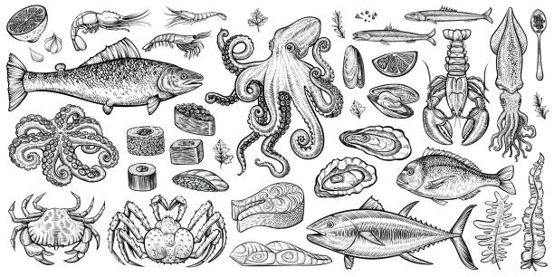 Seafood vector illustrations. Healthy marine food hand drawn set. Seafood vector illustrations. Hand drawn line sea fishes, sushi rolls, oysters, mussels, lobster, squid, octopus, crabs, prawns, fish fillet, laminaria and wakame seaweeds. Healthy food natural set. octopus stock illustrations