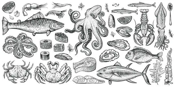Vector illustration of Seafood vector illustrations. Healthy marine food hand drawn set.
