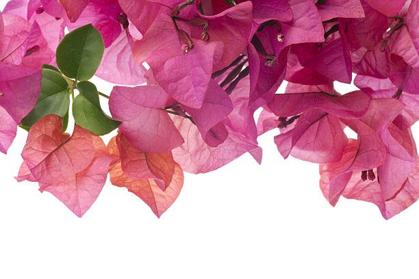 istock Bougainvillea with pink blossoms isolated on white background 104878625
