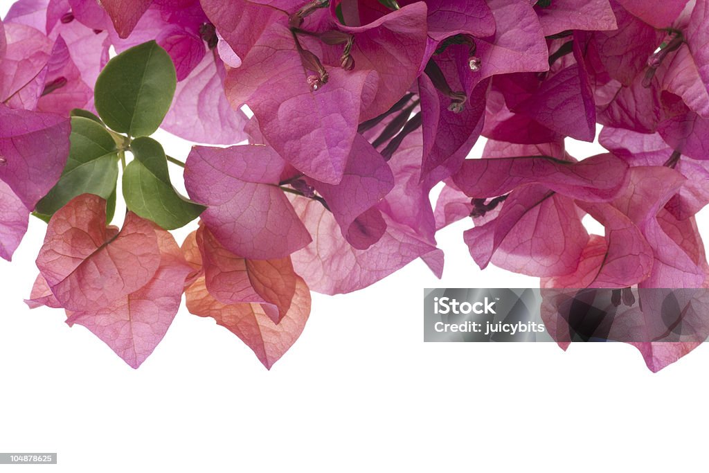 Bougainvillea with pink blossoms isolated on white background Beauty In Nature Stock Photo