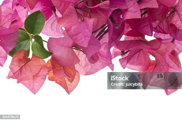 Bougainvillea With Pink Blossoms Isolated On White Background Stock Photo - Download Image Now