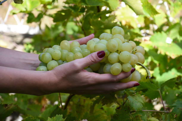 istock Bunch of ripe grapes in woman's hand 1048789448
