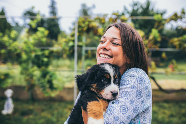 Woman with puppies Woman with puppies bernese mountain dog photos stock pictures, royalty-free photos & images