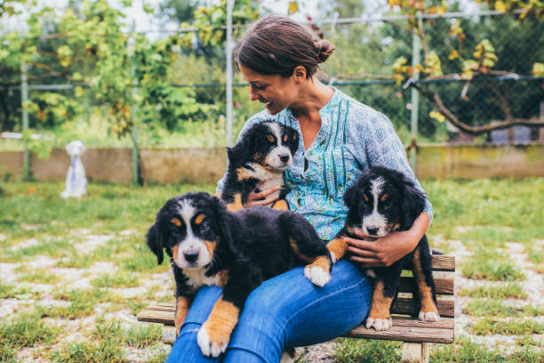 istock Woman with puppies 1048790528