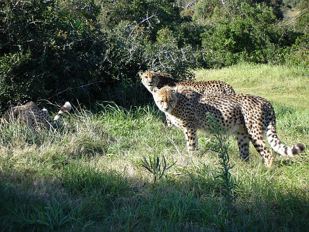 cheetahs - zippyzoo стоковые фото и изображения