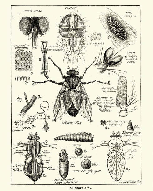 kuvapankkikuvitukset aiheesta talon kärpäsen vaiheet ja anatomia - housefly