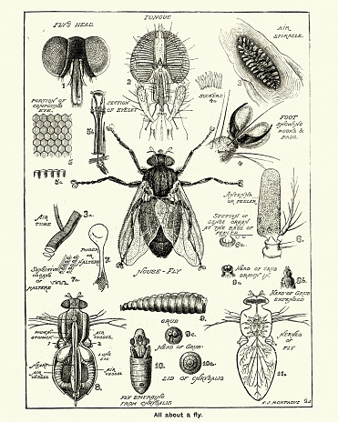Vintage engraving of Stages and anatomy of a house fly, Victorian, 19th Century