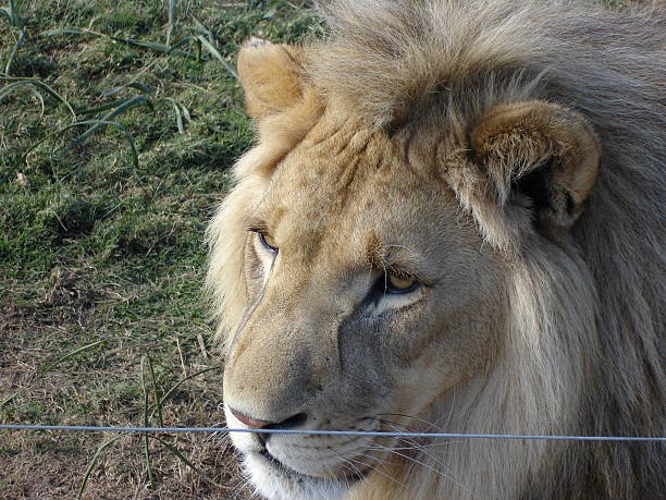 самец льва - zippyzoo стоковые фото и изображения