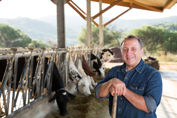 istock Smiling male farmer on cows farm 1048793974
