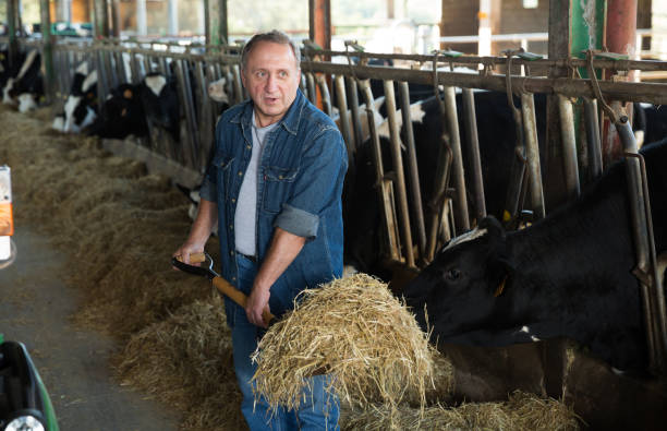 istock Senior man feeding cows on farm 1048794028