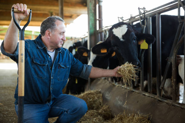 istock Male farm worker feeding cows 1048794046