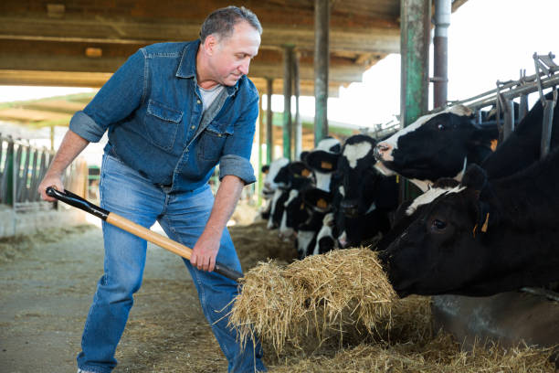 istock Portrait of man who is feeding cows 1048794050