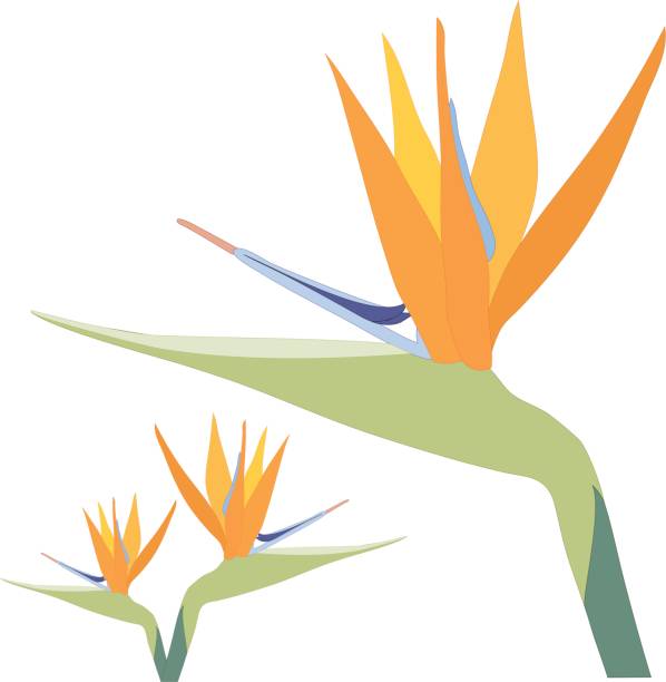 Bird of Paradise Flower on white (Vector) vector art illustration