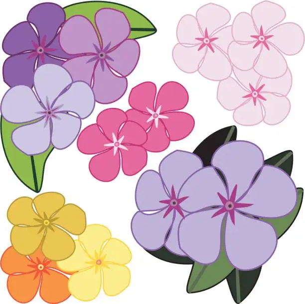 Vector illustration of Flowers - Vinca (Vector)