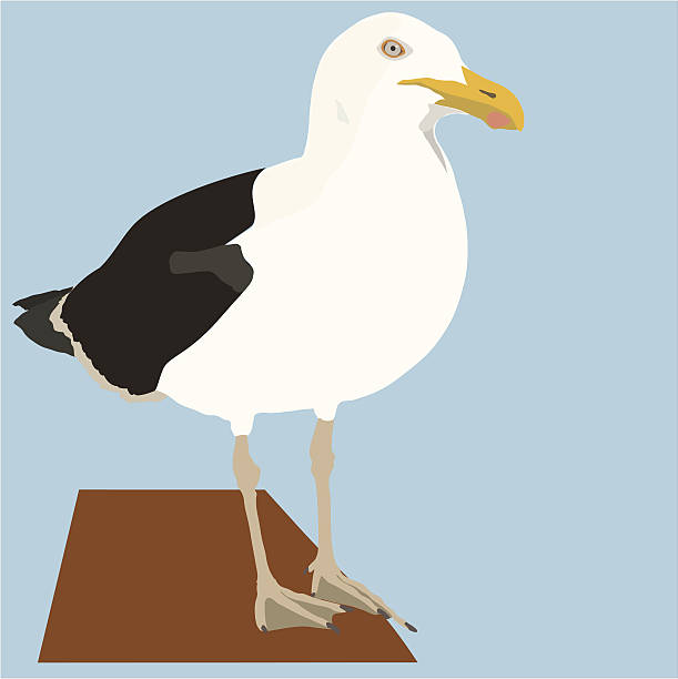 Seagull or Kelp Gull (Vector) Seagull - Southern Blackbacked Gull or Kelp Gull from South Africa (File includes EPS, AI, PSD, png, jpg and Freehand) kelp gull stock illustrations