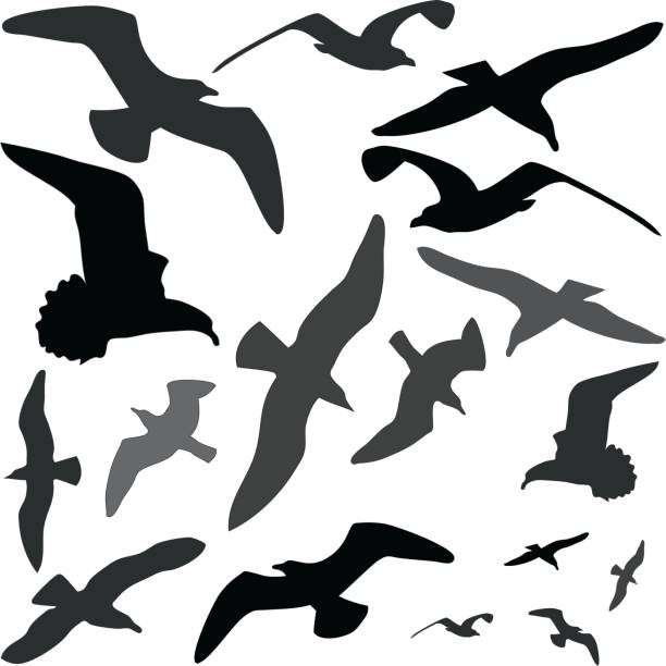 illustrations, cliparts, dessins animés et icônes de mouette silhouettes (vecteur - zippyzoo