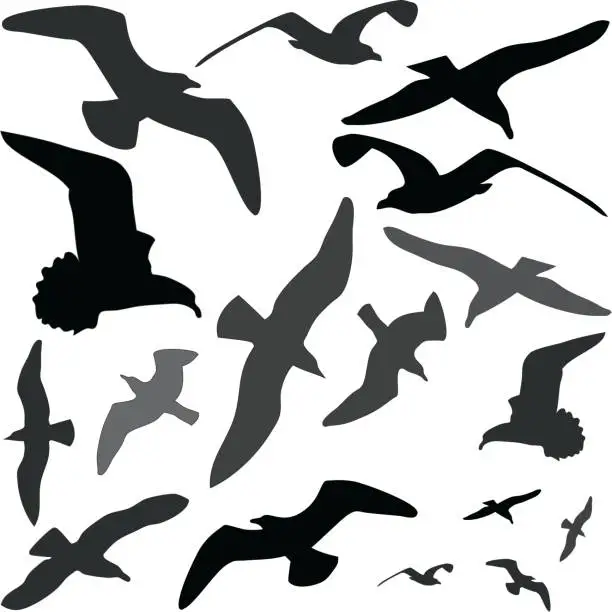Vector illustration of Seagull Silhouettes (Vector)