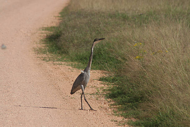 Why did he cross the road ? stock photo