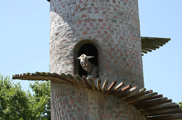 Goat relaxing in tower stock photo
