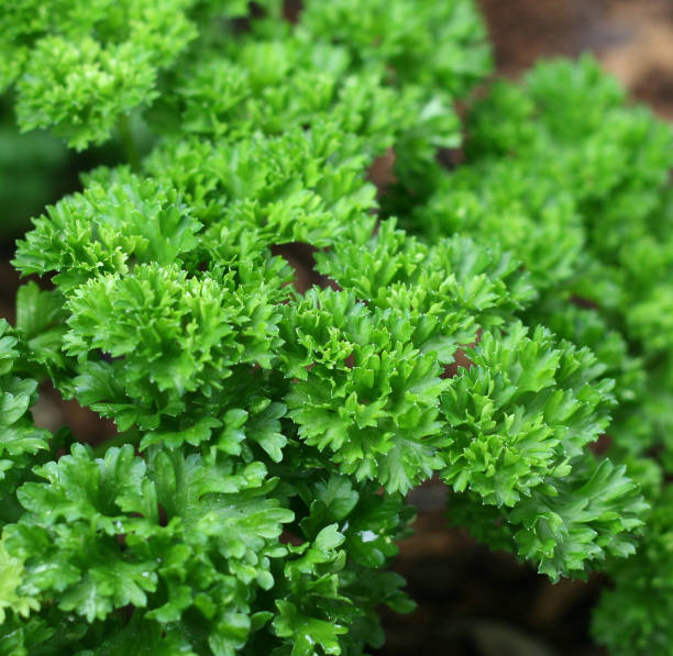 Photograph of green parsley set in a bunch stock photo