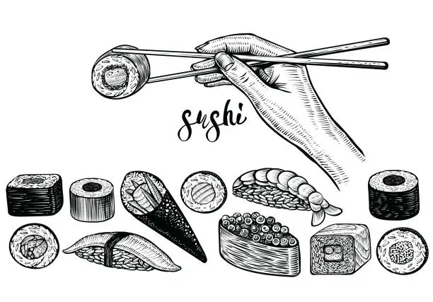 Vector illustration of Hand holding chopsticks and sushi roll, vector line drawing. Japanese food species.