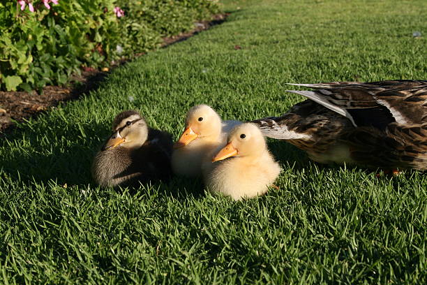 Three little Ducklings stock photo