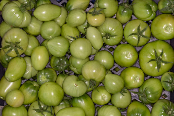 Unripe tomatoes ripening in a box.